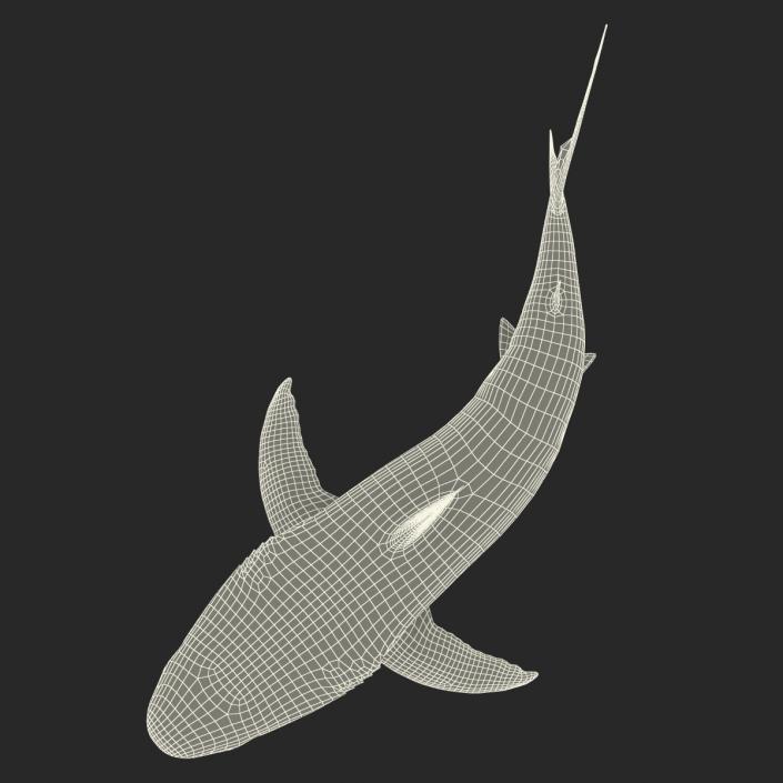 Caribbean Reef Shark Swimming Pose 3D model