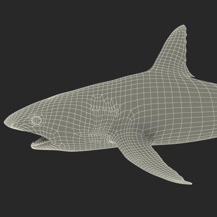 Caribbean Reef Shark Swimming Pose 3D model