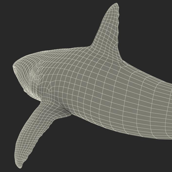 Caribbean Reef Shark Swimming Pose 3D model