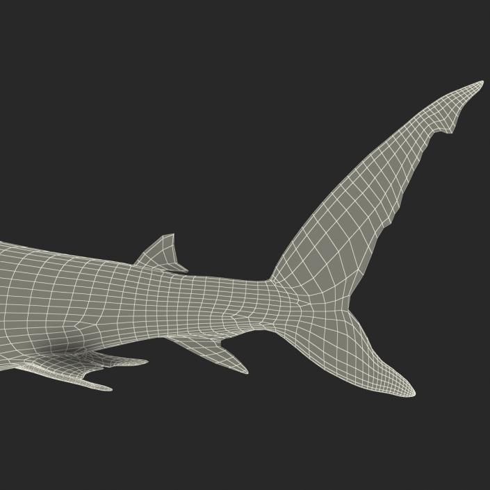 Caribbean Reef Shark Swimming Pose 3D model