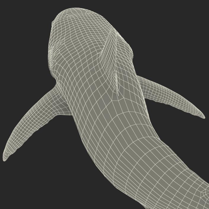 Caribbean Reef Shark Swimming Pose 3D model