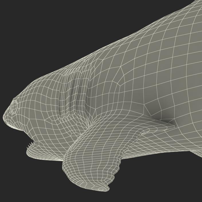 Caribbean Reef Shark Swimming Pose 3D model