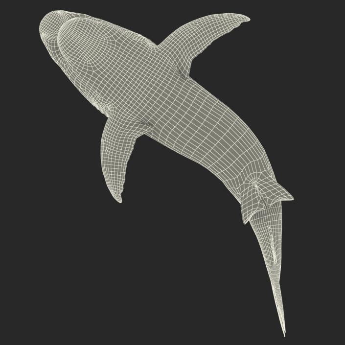 Caribbean Reef Shark Swimming Pose 3D model