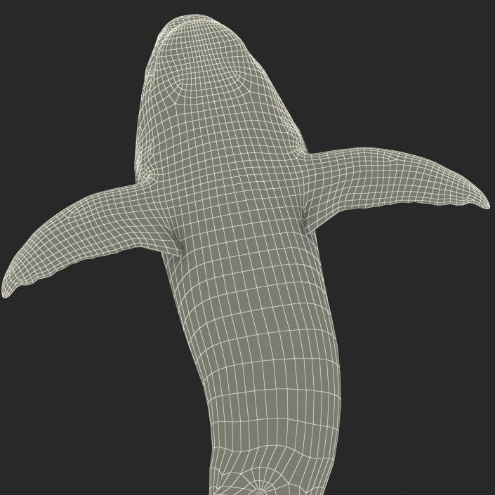 Caribbean Reef Shark Swimming Pose 3D model