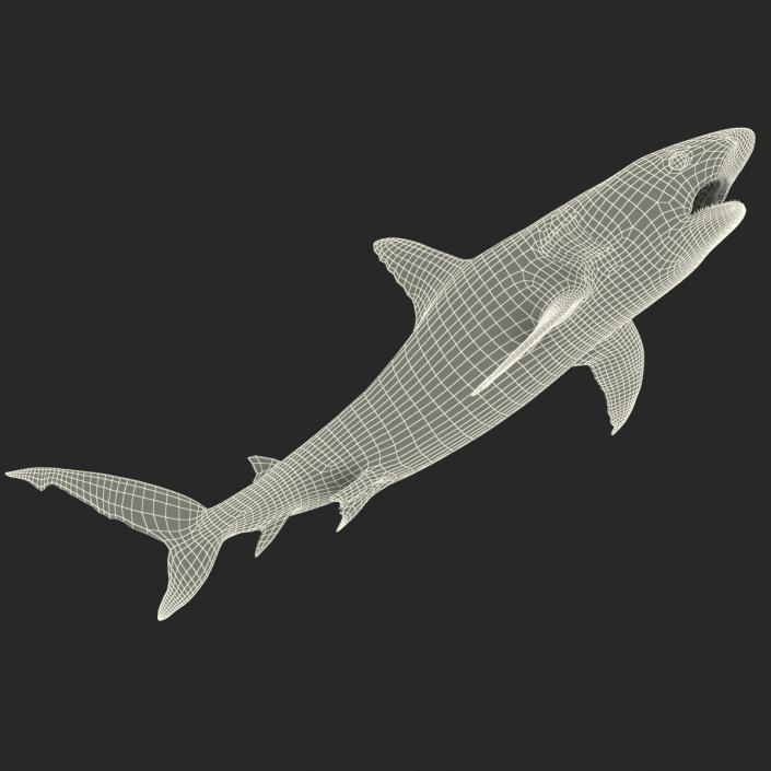 Caribbean Reef Shark Swimming Pose 3D model