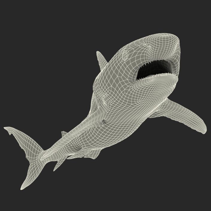 Caribbean Reef Shark Swimming Pose 3D model