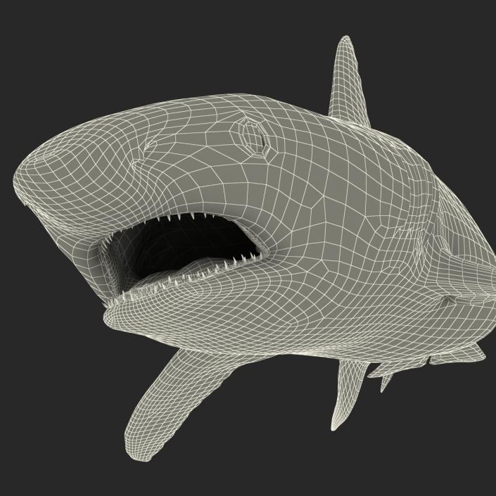 Caribbean Reef Shark Swimming Pose 3D model