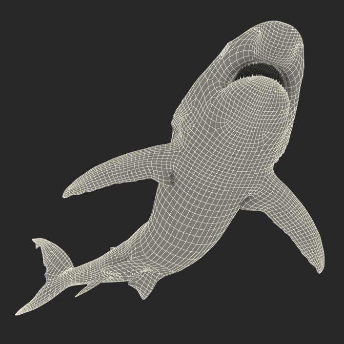 Caribbean Reef Shark Swimming Pose 3D model