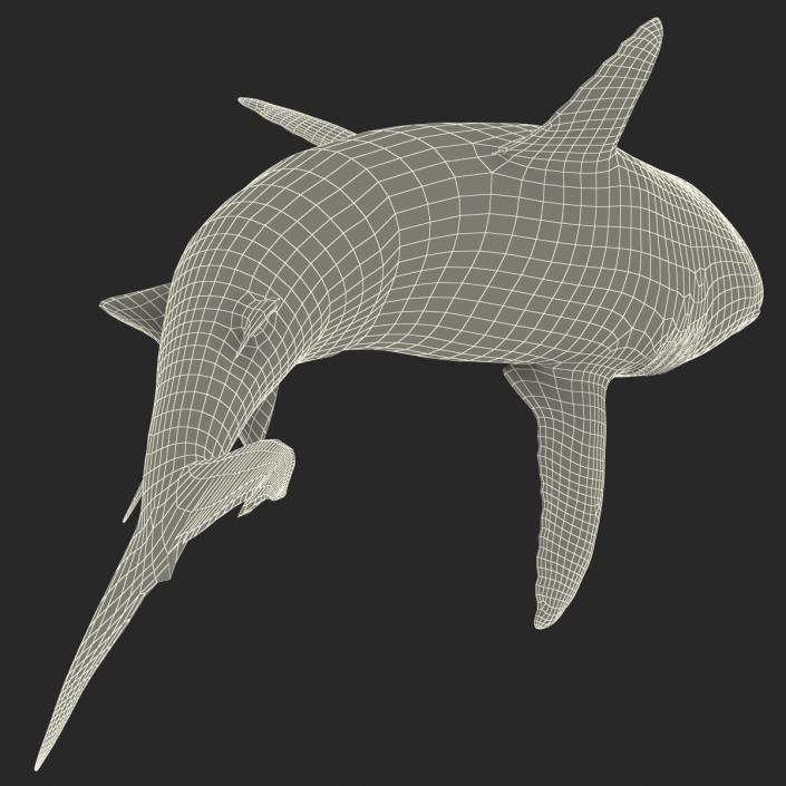 Caribbean Reef Shark Swimming Pose 3D model