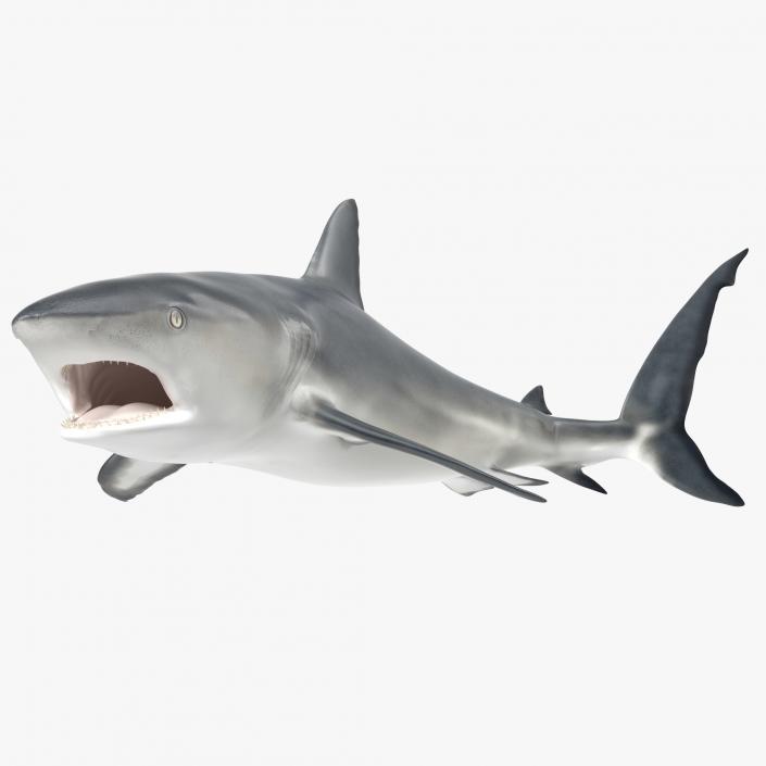 Caribbean Reef Shark Rigged 3D