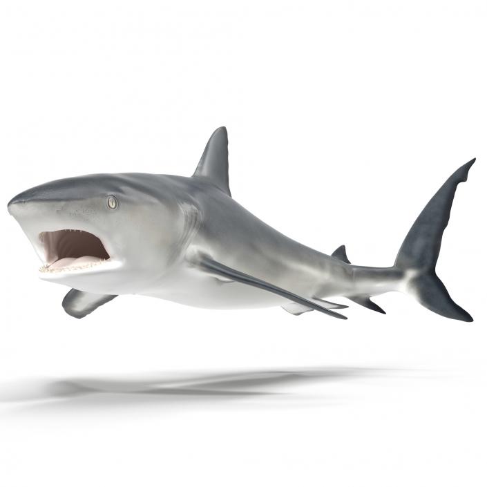 Caribbean Reef Shark Rigged 3D