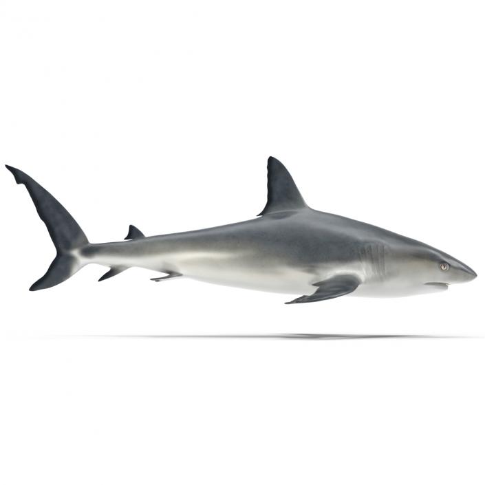 Caribbean Reef Shark Rigged 3D