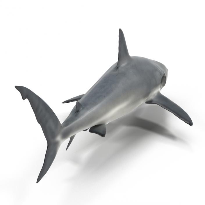 Caribbean Reef Shark Rigged 3D