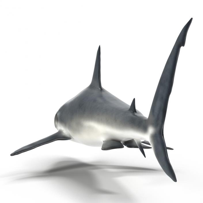 Caribbean Reef Shark Rigged 3D