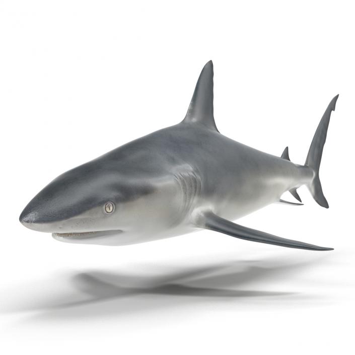 Caribbean Reef Shark Rigged 3D