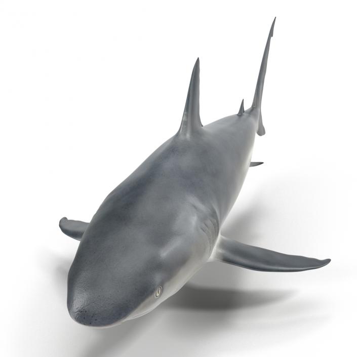 Caribbean Reef Shark Rigged 3D