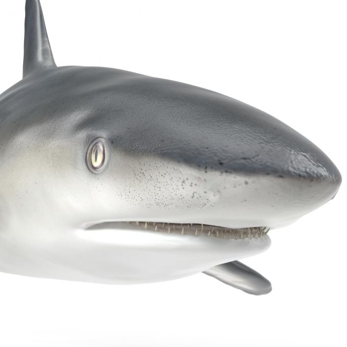 Caribbean Reef Shark Rigged 3D