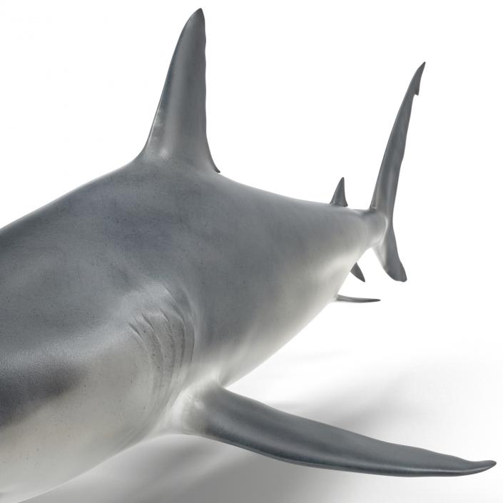 Caribbean Reef Shark Rigged 3D