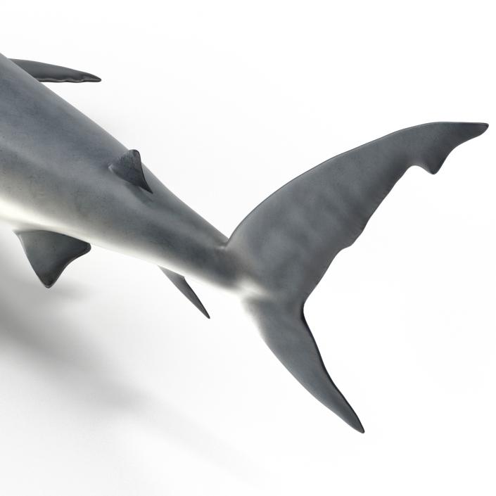 Caribbean Reef Shark Rigged 3D