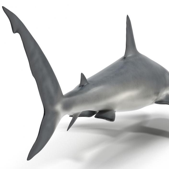 Caribbean Reef Shark Rigged 3D