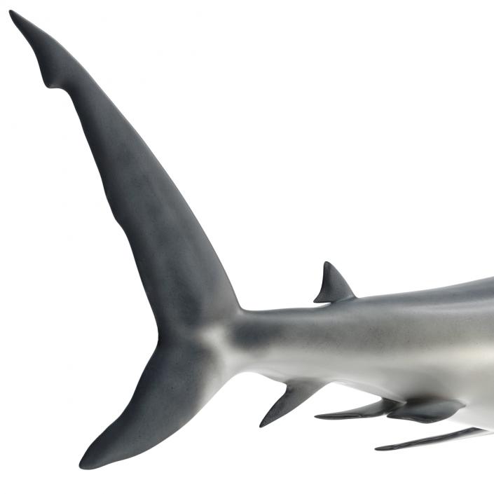 Caribbean Reef Shark Rigged 3D