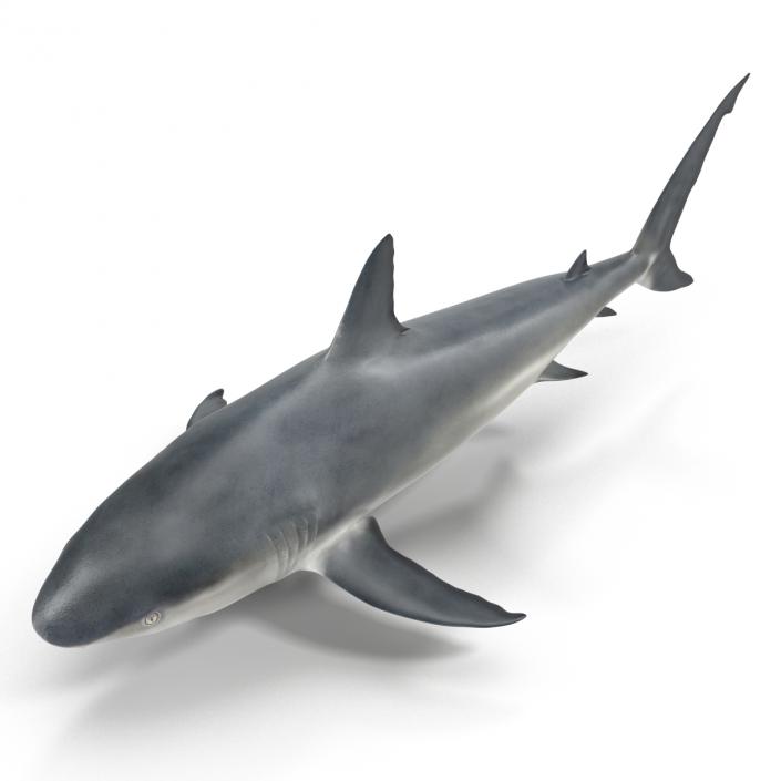 Caribbean Reef Shark Rigged 3D