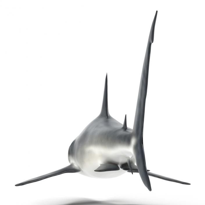 Caribbean Reef Shark Rigged 3D