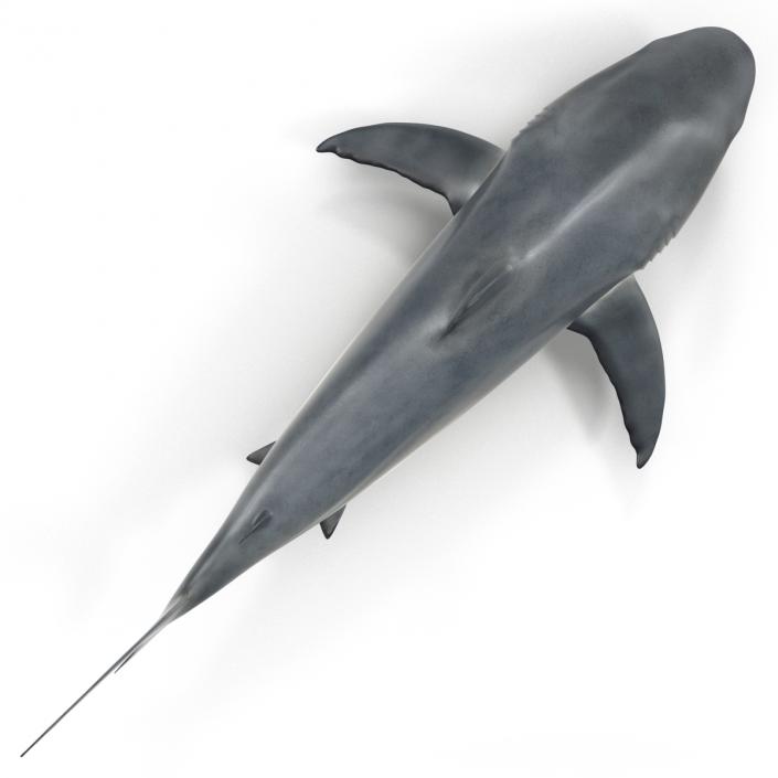 Caribbean Reef Shark Rigged 3D