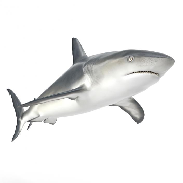 Caribbean Reef Shark Rigged 3D