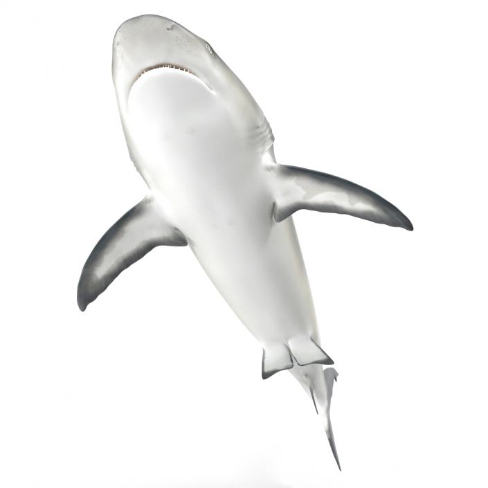 Caribbean Reef Shark Rigged 3D