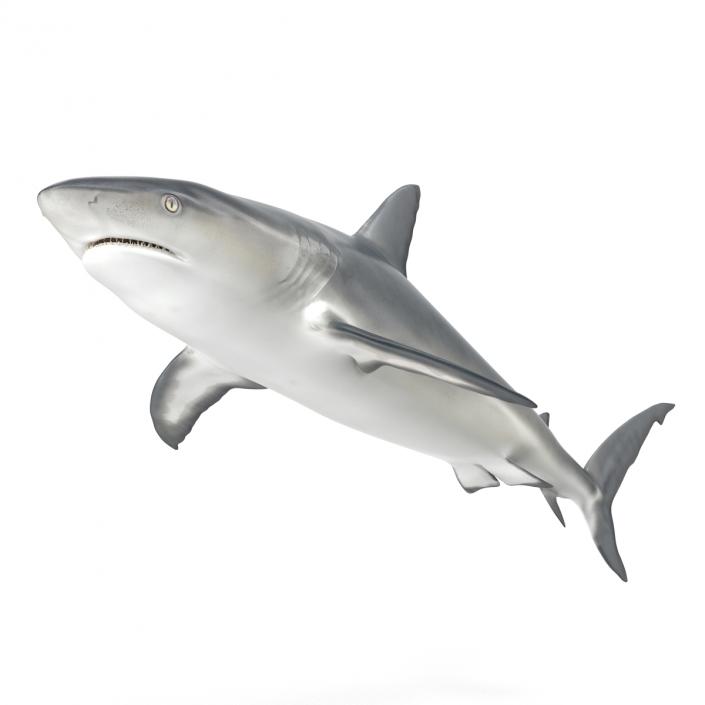 Caribbean Reef Shark Rigged 3D