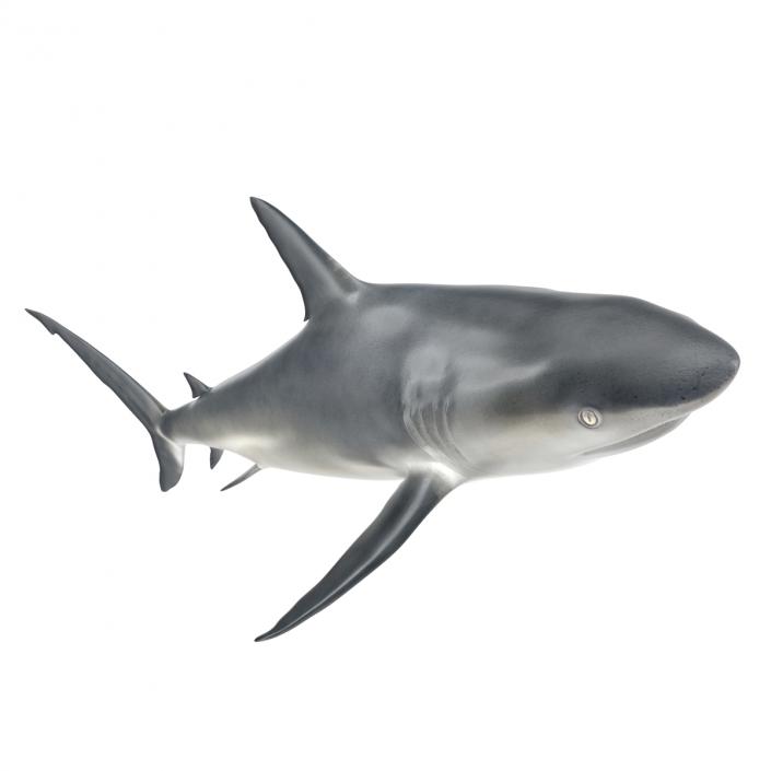 Caribbean Reef Shark Rigged 3D