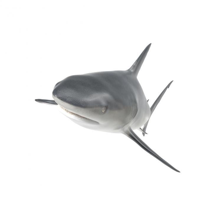 Caribbean Reef Shark Rigged 3D