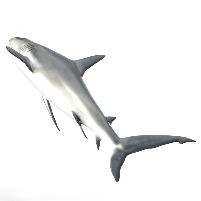 Caribbean Reef Shark Rigged 3D