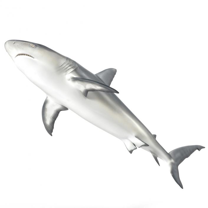 Caribbean Reef Shark Rigged 3D