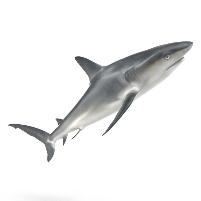 Caribbean Reef Shark Rigged 3D