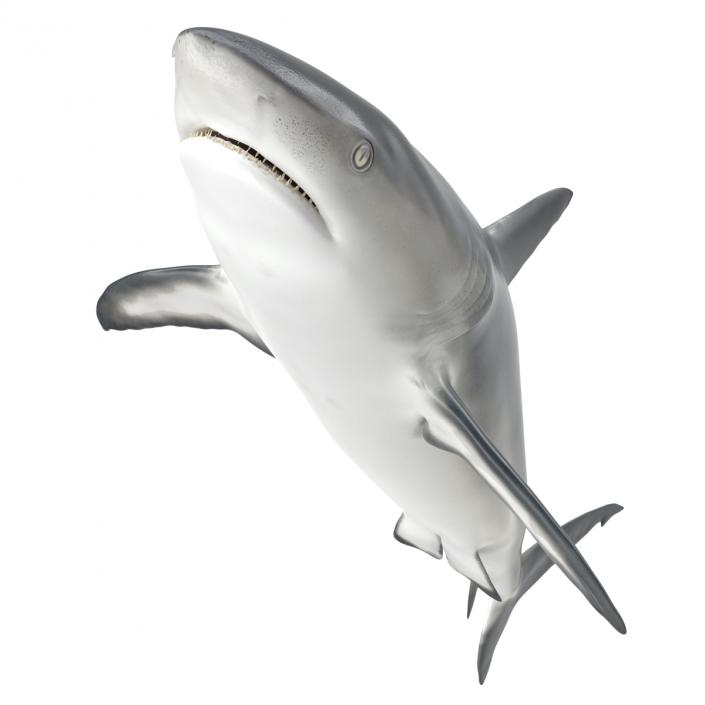 Caribbean Reef Shark Rigged 3D