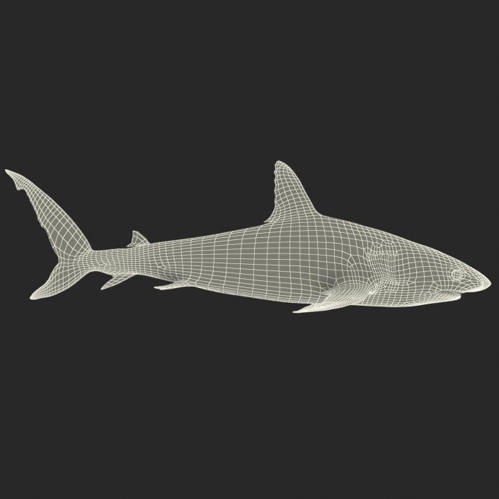 Caribbean Reef Shark Rigged 3D