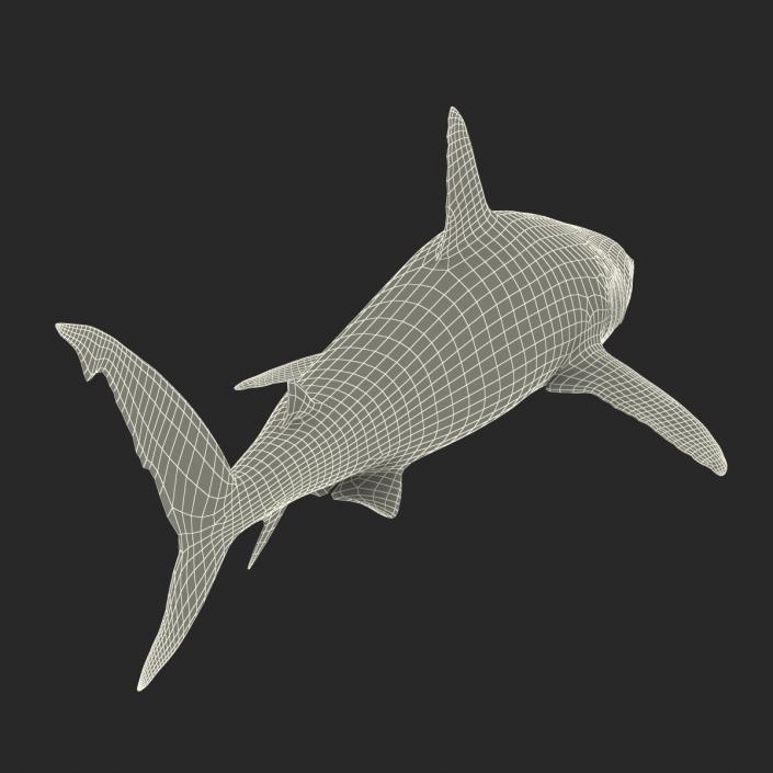 Caribbean Reef Shark Rigged 3D