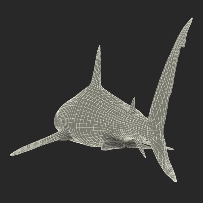 Caribbean Reef Shark Rigged 3D