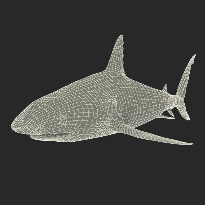 Caribbean Reef Shark Rigged 3D