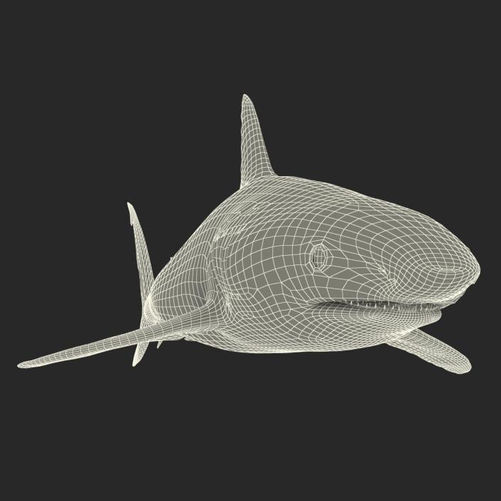 Caribbean Reef Shark Rigged 3D