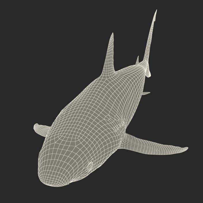 Caribbean Reef Shark Rigged 3D