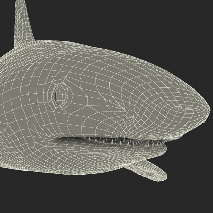 Caribbean Reef Shark Rigged 3D