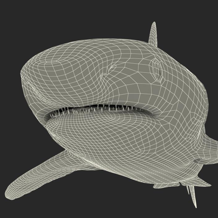 Caribbean Reef Shark Rigged 3D