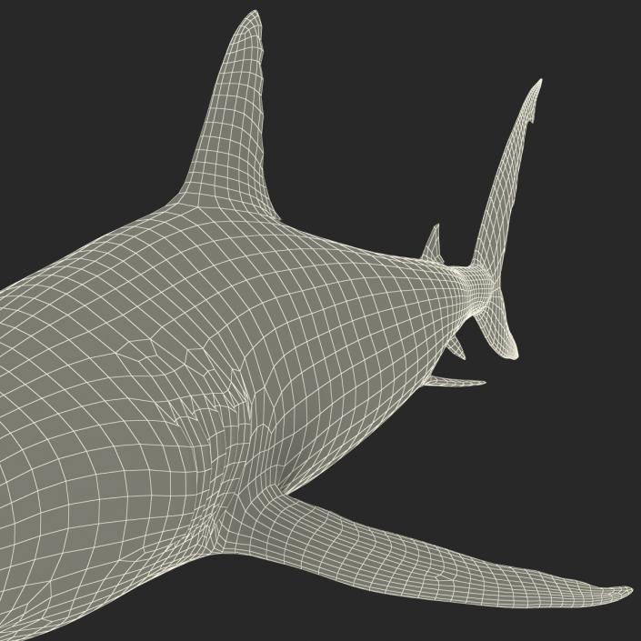 Caribbean Reef Shark Rigged 3D