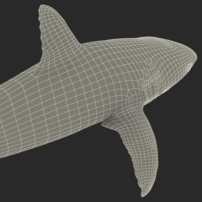 Caribbean Reef Shark Rigged 3D