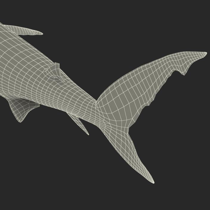 Caribbean Reef Shark Rigged 3D