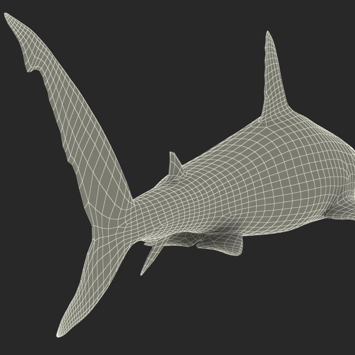 Caribbean Reef Shark Rigged 3D