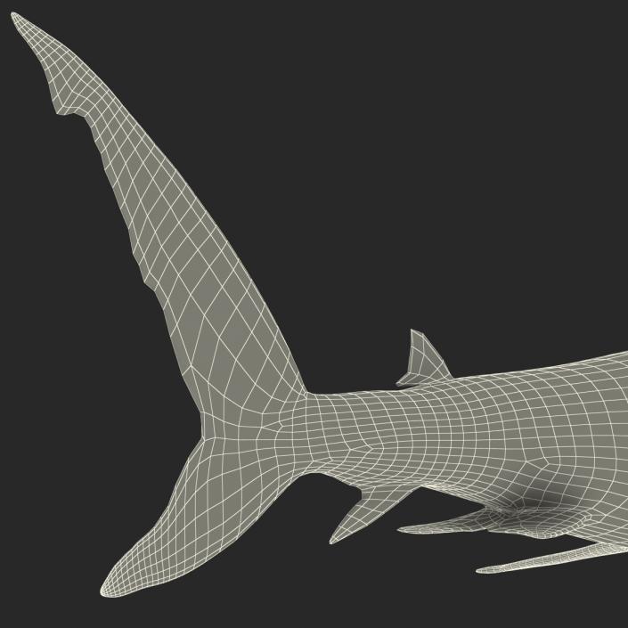 Caribbean Reef Shark Rigged 3D